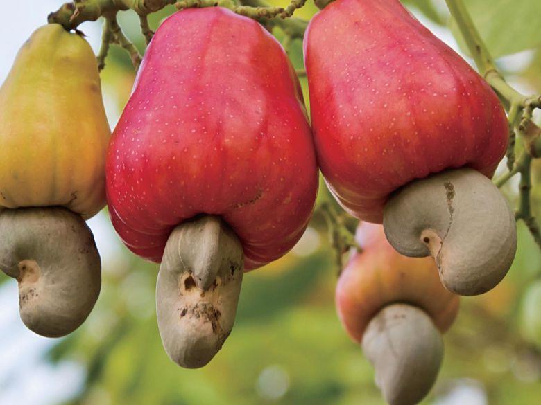 的肾形「坚果」才是真正含有种子的果实,种子里便藏著我们熟悉的腰果