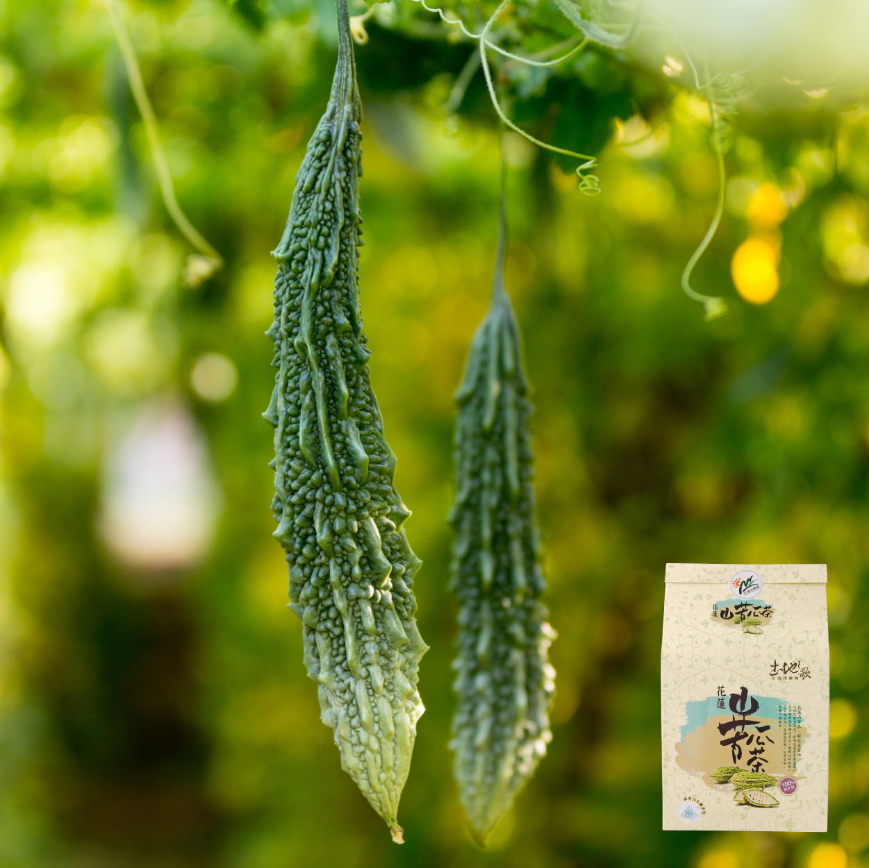 花蓮市農會 土地之歌  山苦瓜茶包