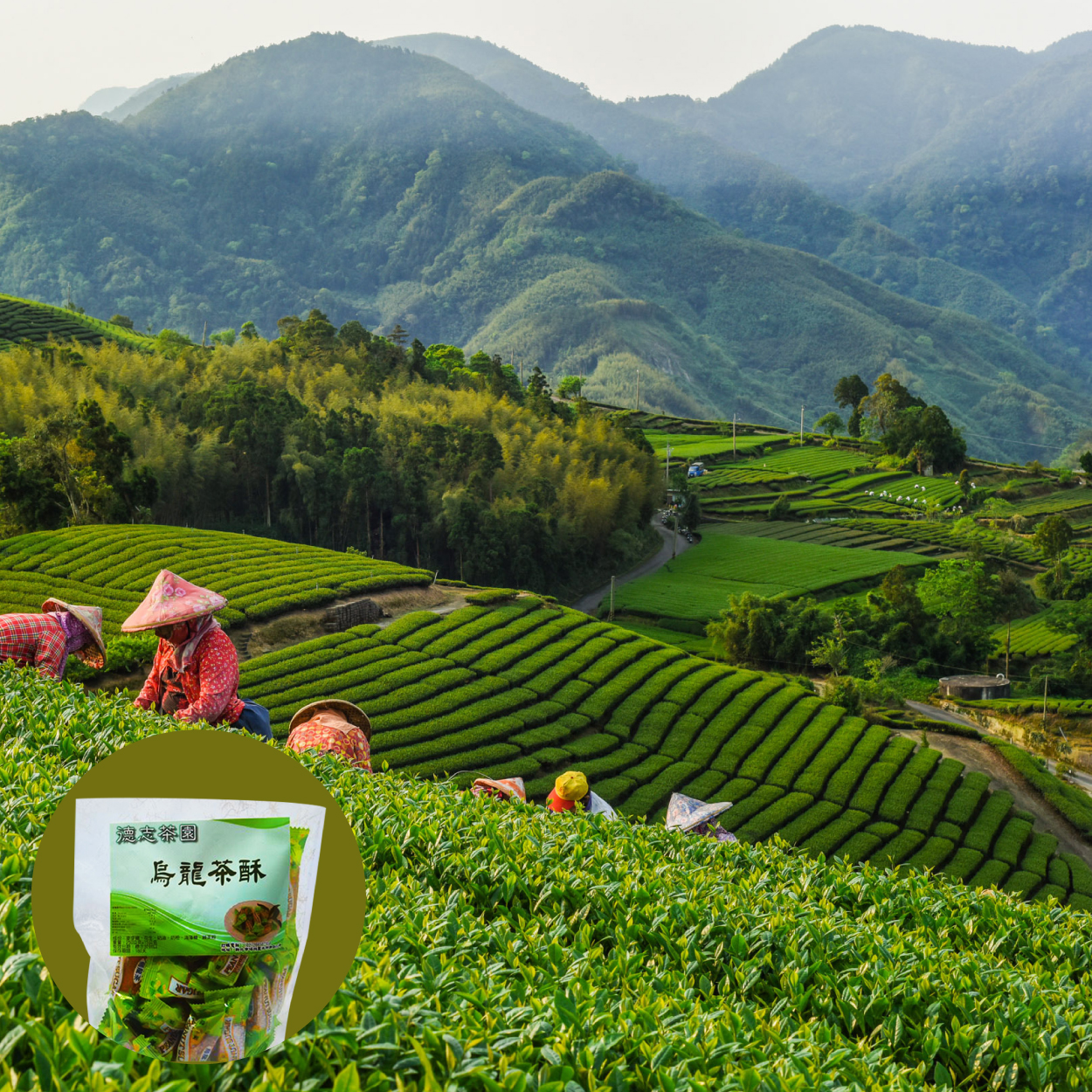 德志茶園 烏龍茶酥 古法製作 滿口生香