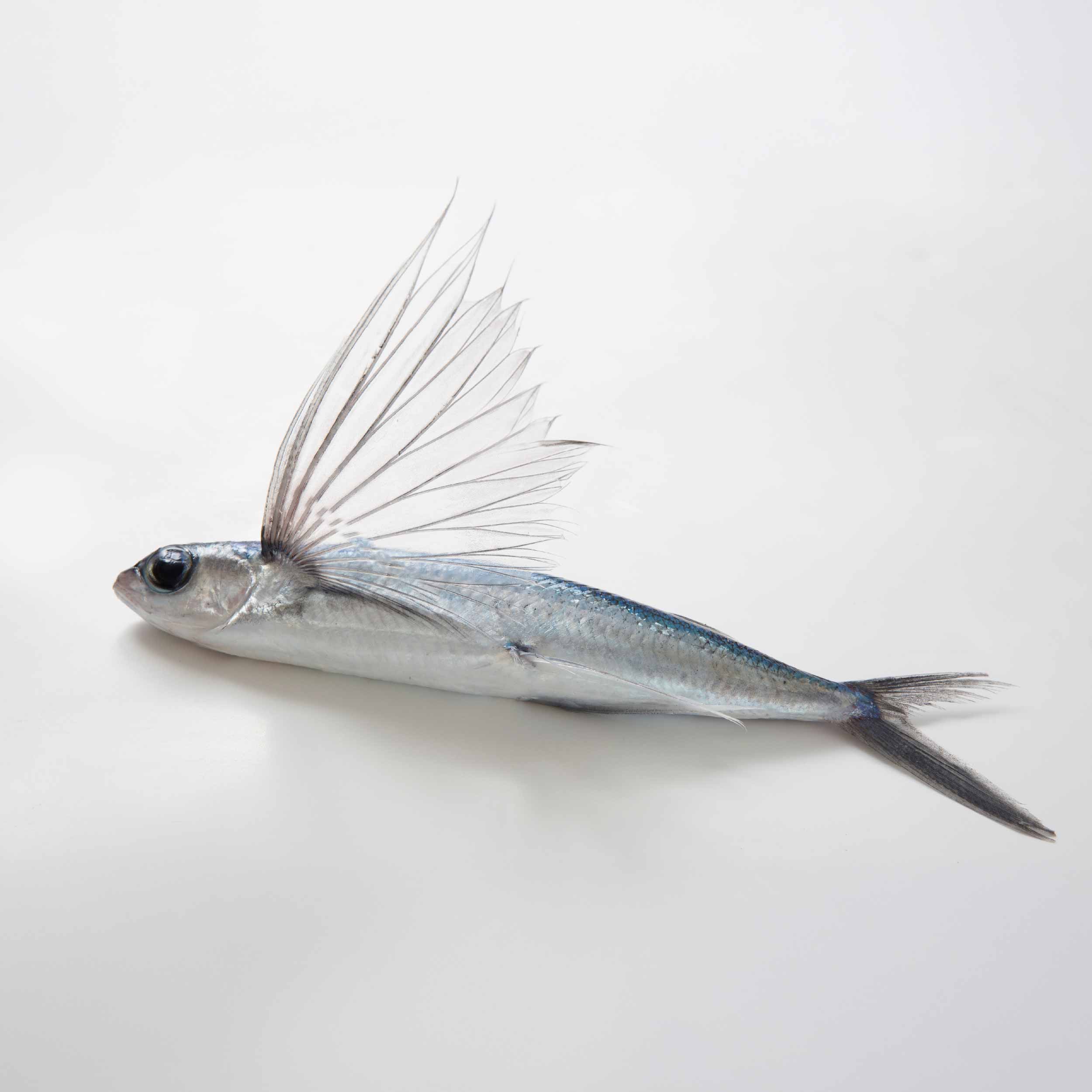 台東地區農會 飛魚大片燒 | 濃縮台東海洋的鮮美與純淨