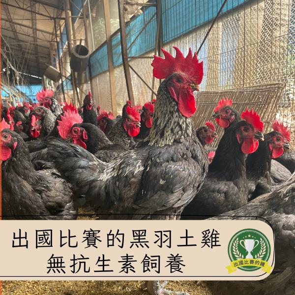 職人雞 剝皮辣椒咕菇雞湯｜香辣回甘，無抗養殖黑羽土雞，暖心美味輕鬆上桌！