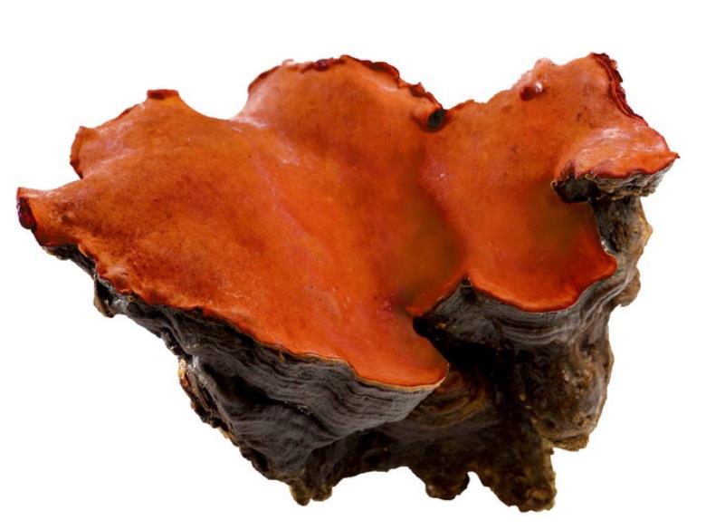 天然的尚好?「牛樟芝」 憑什麼這麼牛! @ 食力foodNEXT‧食事求實的知識頻道