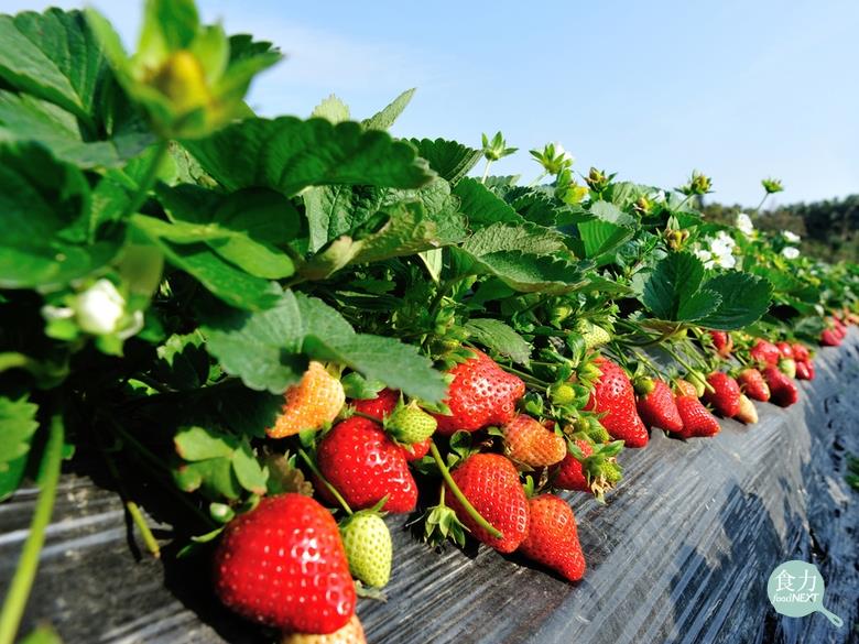 夏季育苗有撇步！草莓育苗SOP大公開，克服高溫減少損失@ 食力foodNEXT‧食事求實的知識頻道