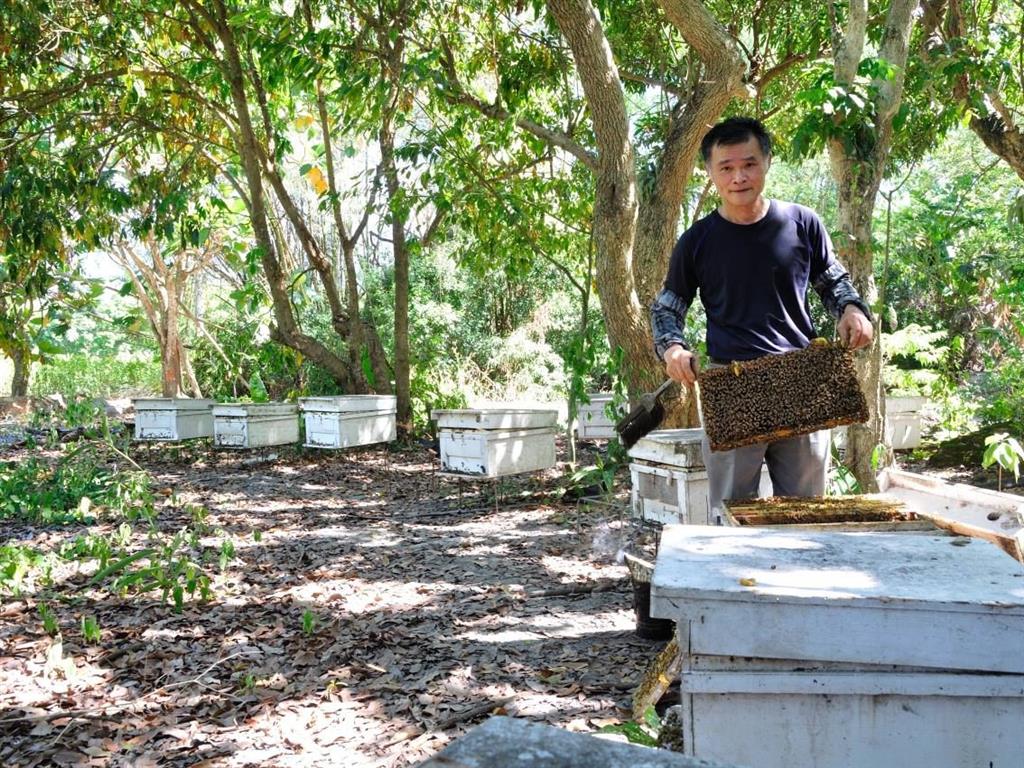 國產蜂蜜 養蜂累 產業又老 蜂蜜評比常勝軍花蓮晴盛養蜂場如何飛出傳統框架 食力foodnext 食事求實的知識頻道