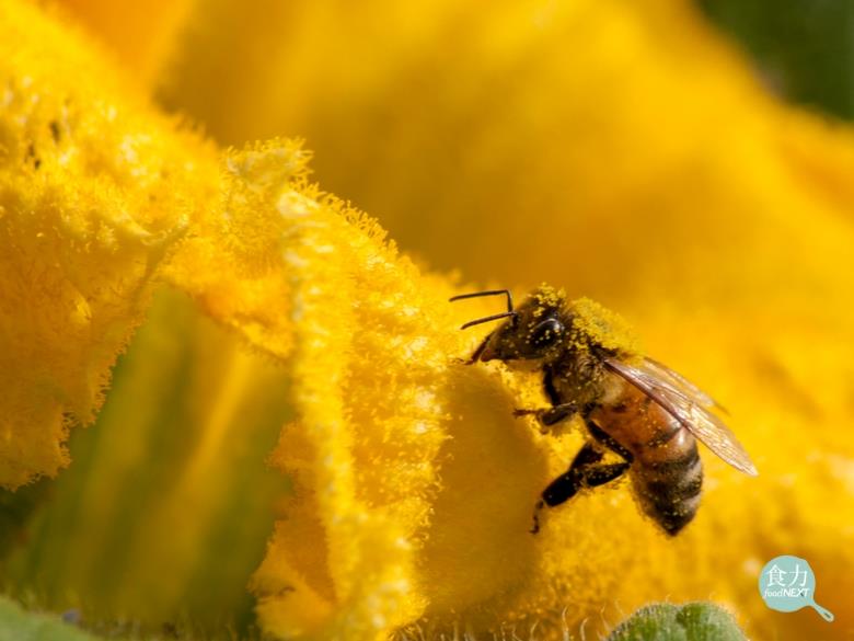 都市養蜂」救蜜蜂更救地球！3分之1的食材來自昆蟲授粉！ @ 食力foodNEXT‧食事求實的知識頻道