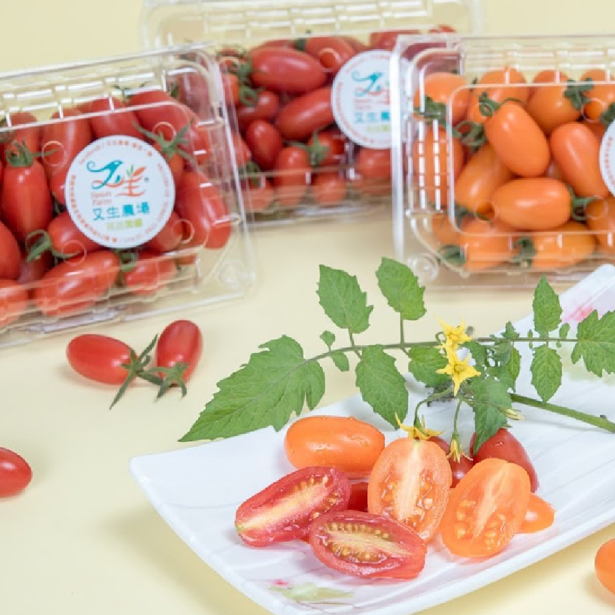 型農大聯盟 番茄雙寶搶鮮體驗 追求果實的原始風味