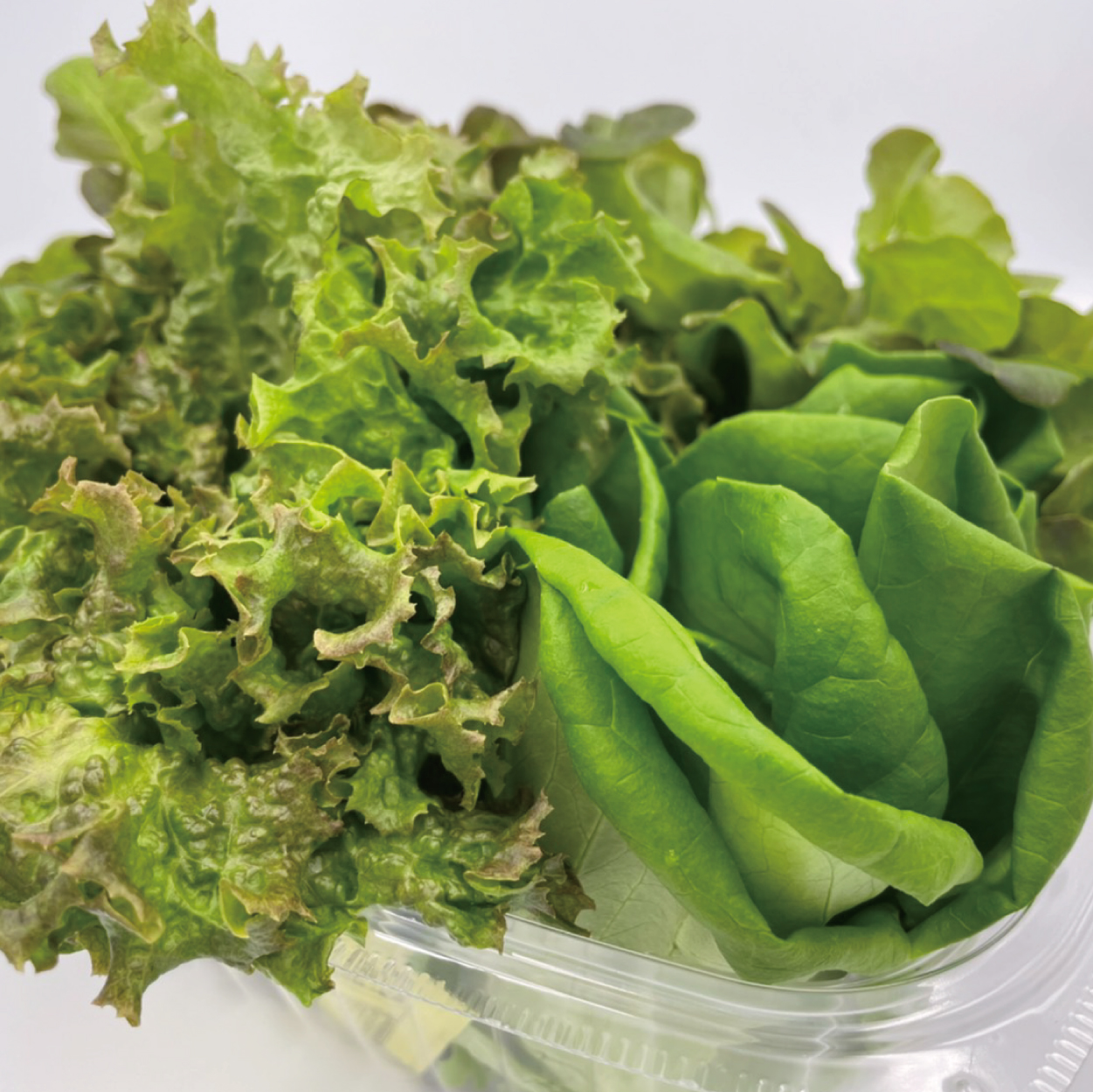 型農大聯盟 野菜博士 綜合生菜盒 吃下一整天的元氣健康