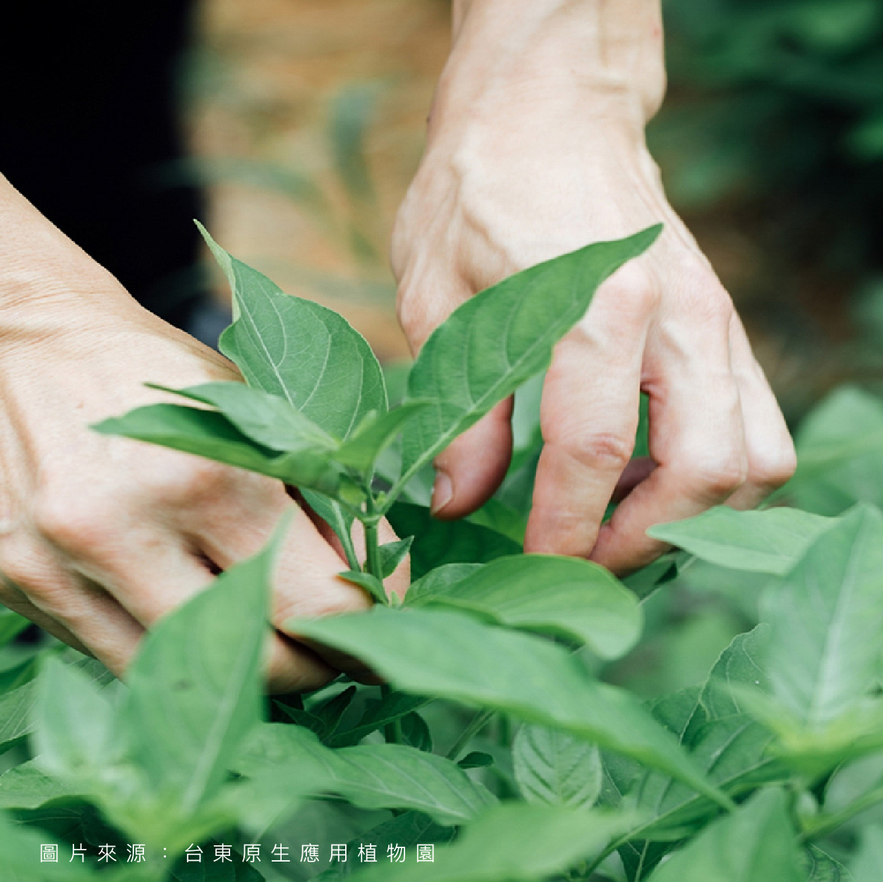 台東原生應用植物園  加味天麻養生包 有機天然草本香氣濃郁 甘甜不苦