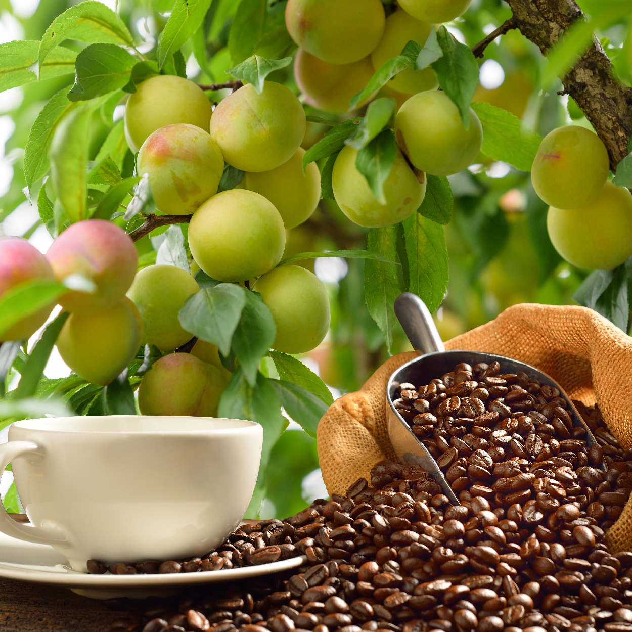吳萬春 咖啡梅 榮獲府城美食楷模殊榮 蜜餞與咖啡的創新結合 拯救上班族一天好心情