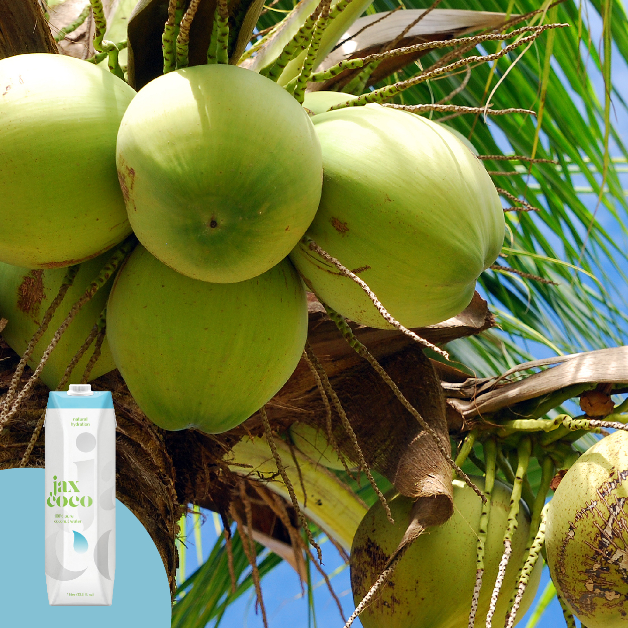 Jax Coco 100%原汁椰子水 採用純天然椰子汁 微過濾工藝與及高溫殺菌處理