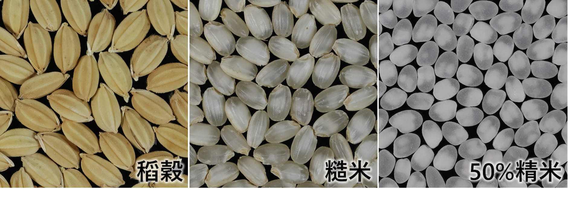 台灣終於有清酒專用酒米！「臺南21號－南藏」如何改變釀造起點