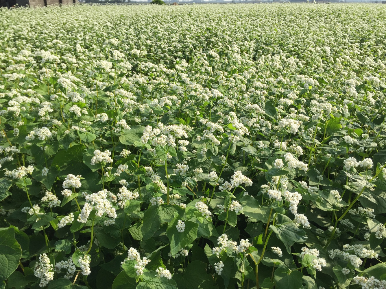 不含麩質的在地雜糧   甜蕎、苦蕎差在哪？