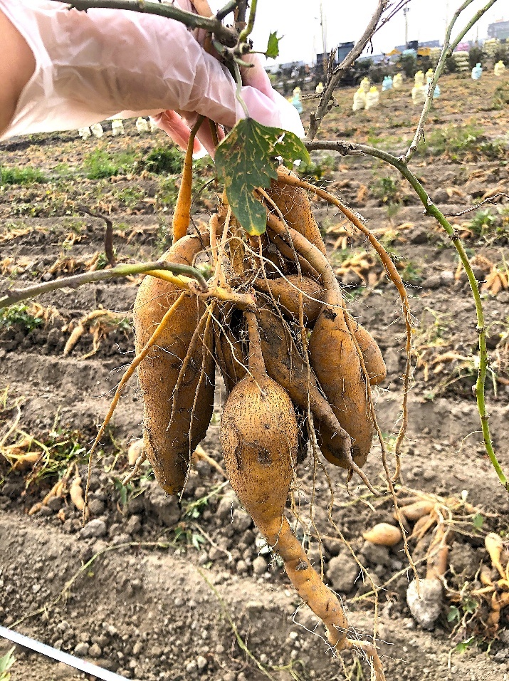 養豬廢水不再是負擔！沼液種地瓜產量增1.4倍　每分地多賺2.3萬元