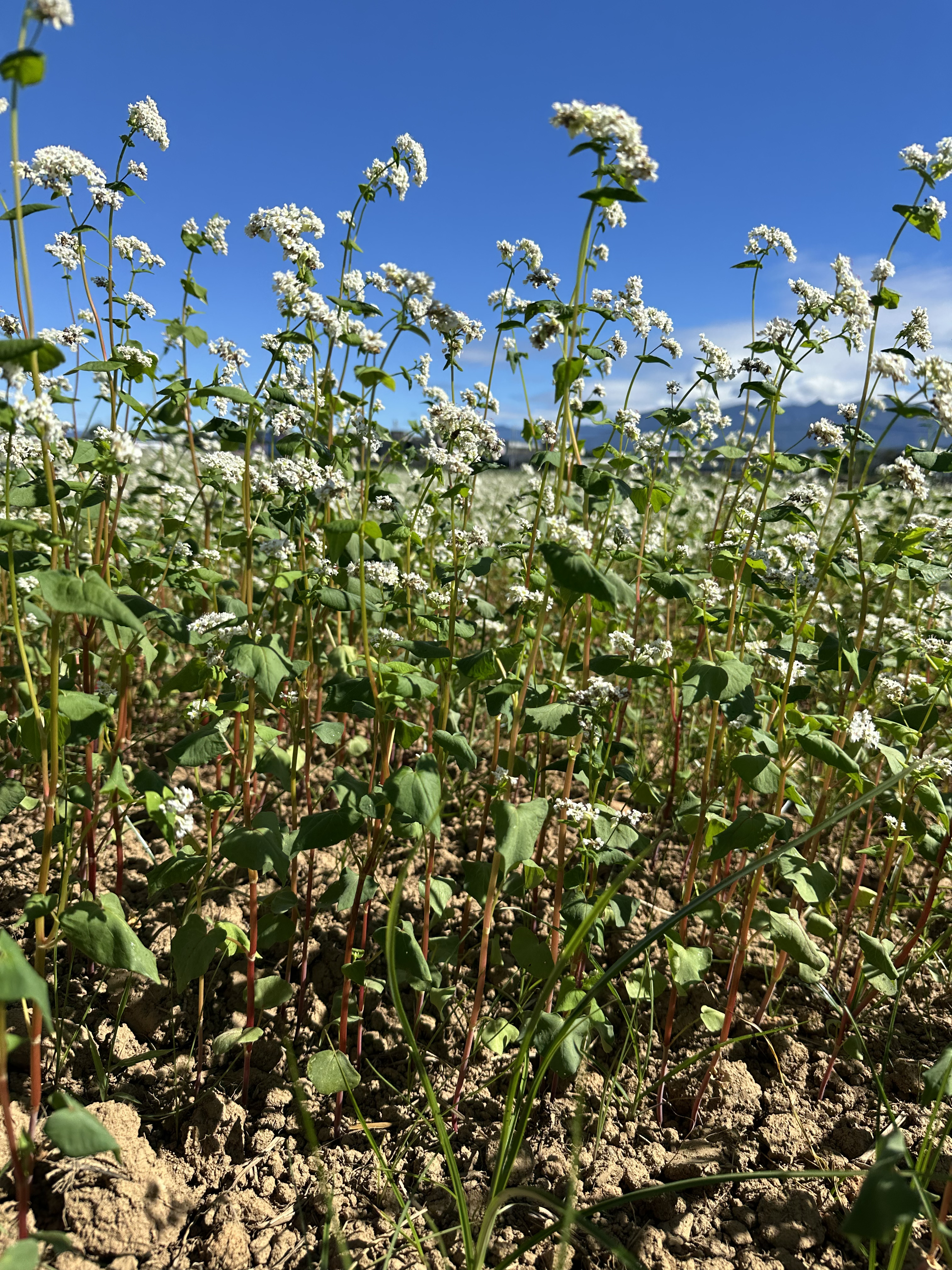 走進會「生產種子」的花海！全台首座有機種子田變身生態教育秘境