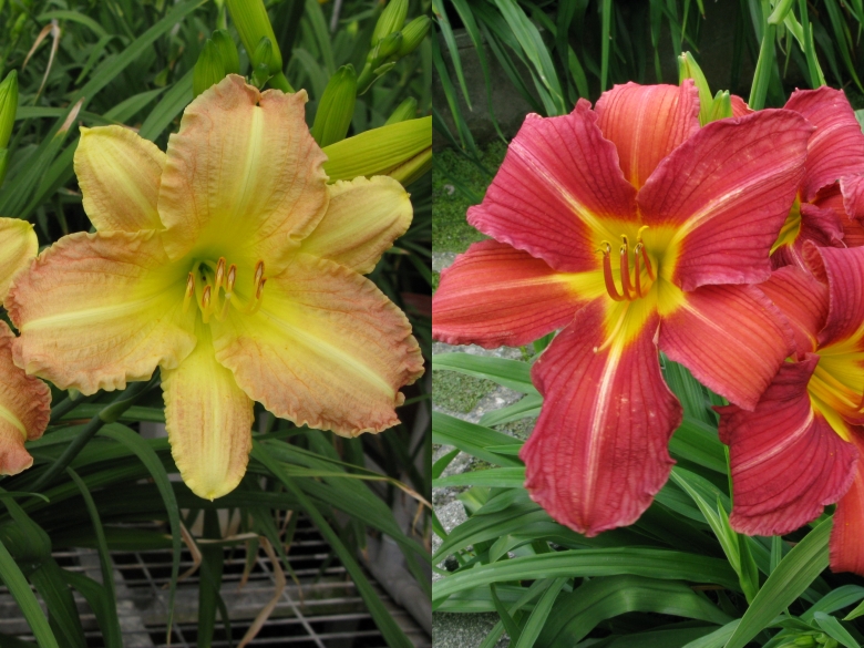 不只賞花還能吃！花蓮育成7大萱草新品種　「花蓮7號」糖度高於傳統金針