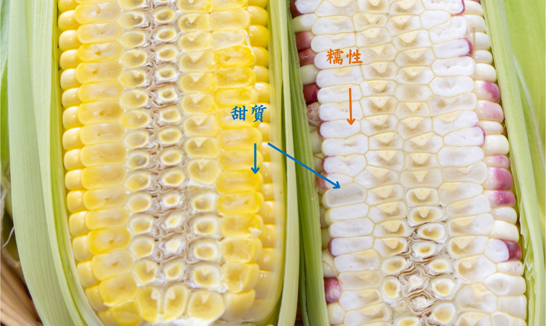 甜糯玉米怎麼挑？彩虹玉米、紫黑玉米差在哪？